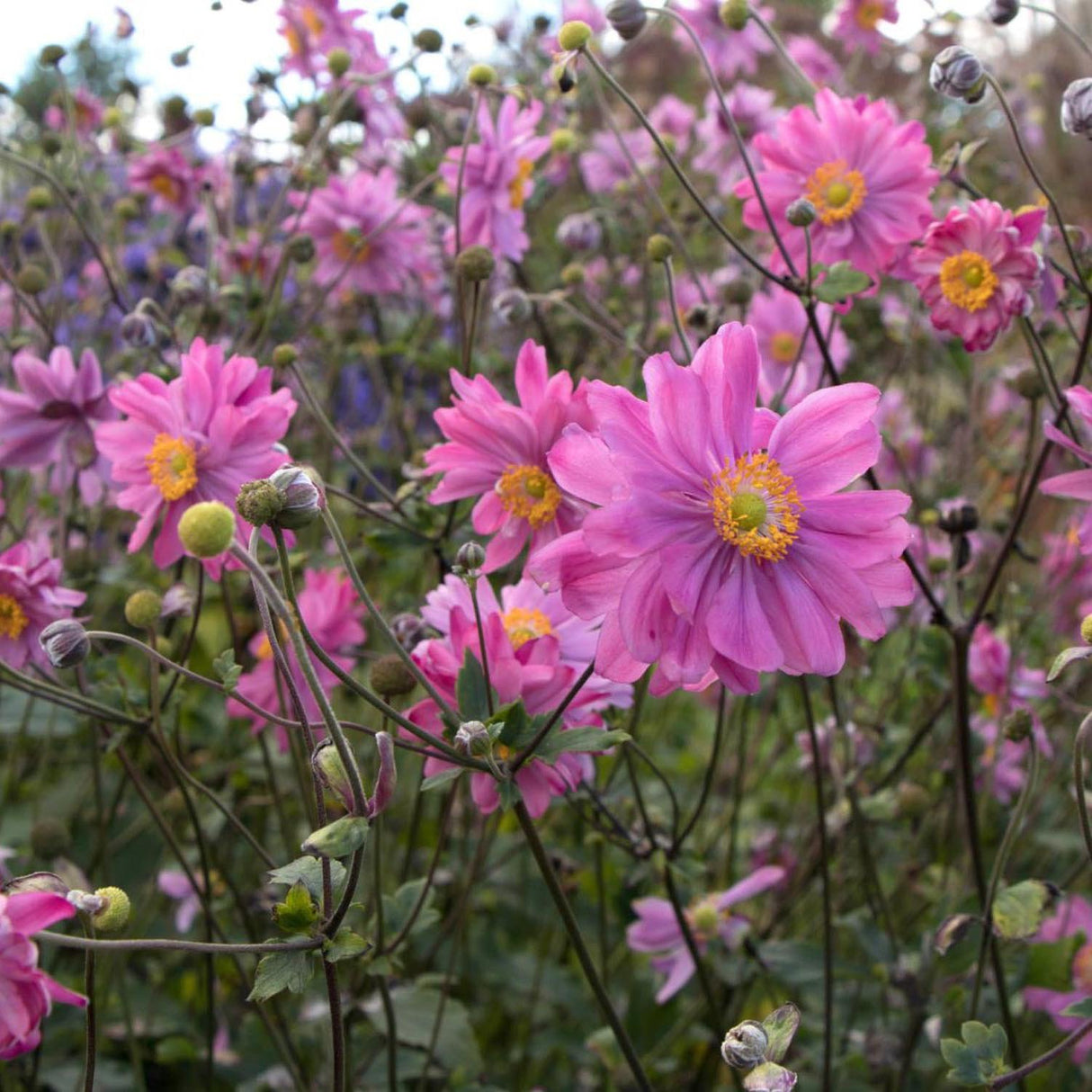 Anemona Japoneza Bressingham Glow