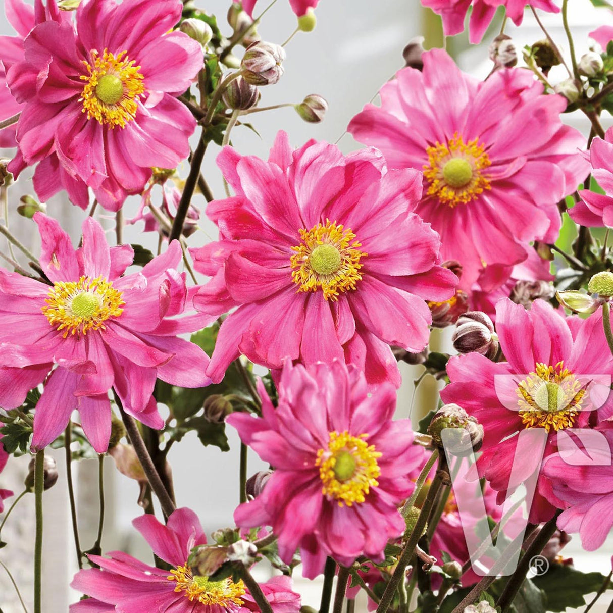 Anemona Japoneza Bressingham Glow