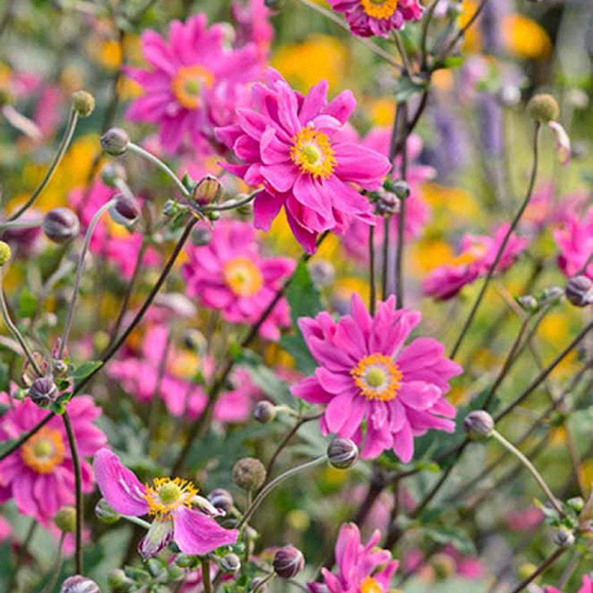 Anemona Japoneza Bressingham Glow