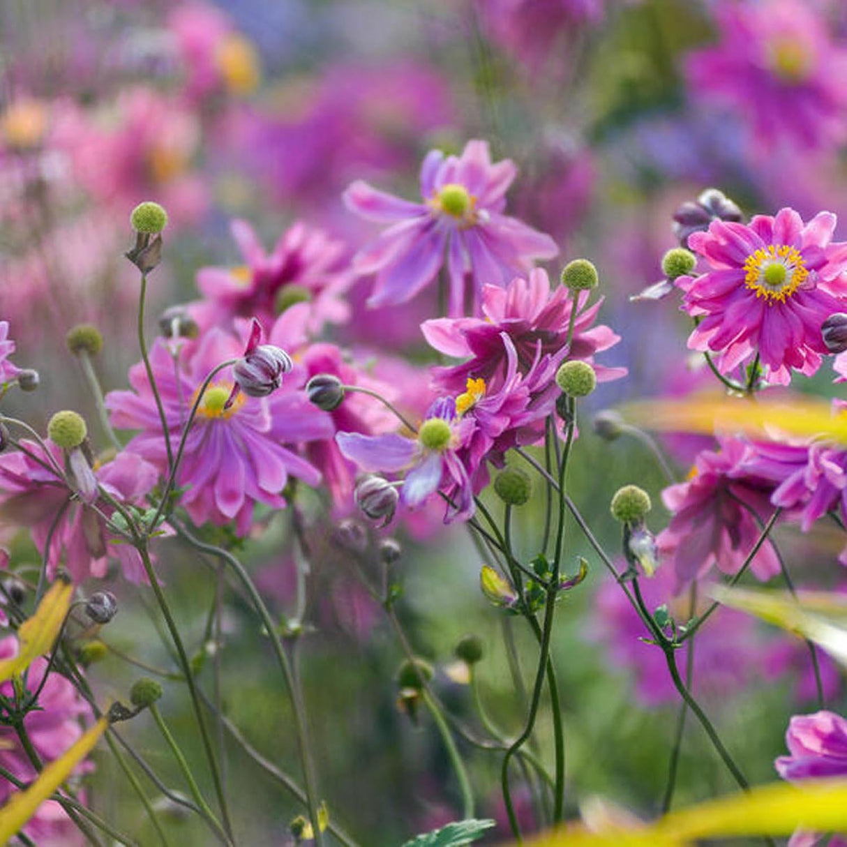 Anemona Japoneza Bressingham Glow