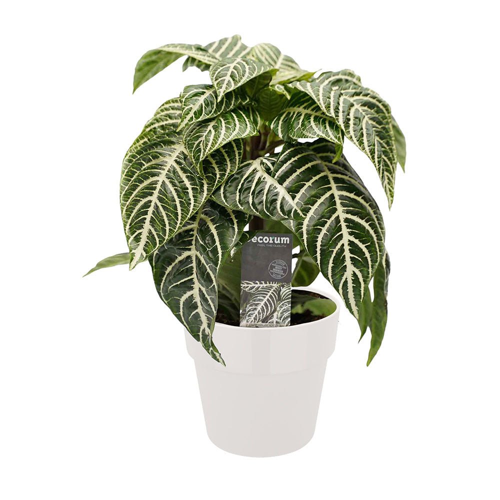 Aphelandra Botanica Decorum - 30 cm