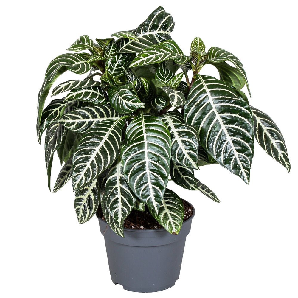 Aphelandra Botanica Decorum - 30 cm