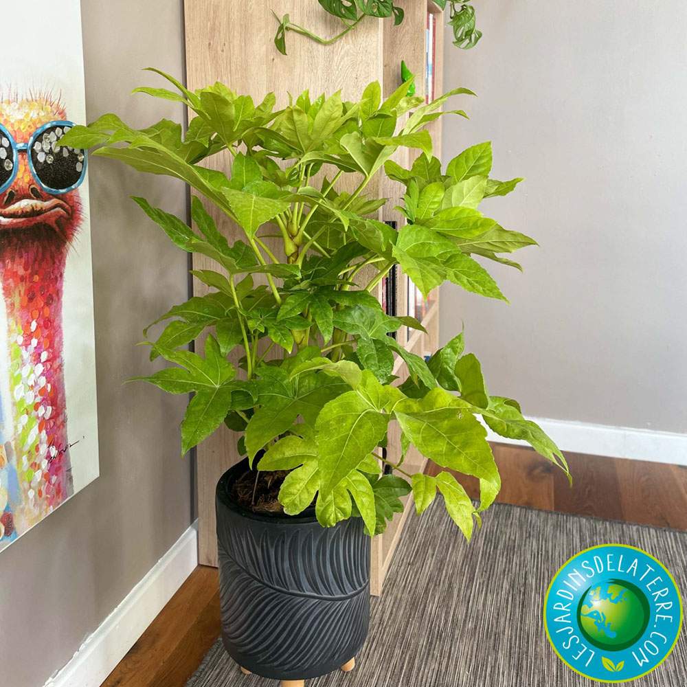 Aralia Japoneza (Fatsia Japonica) - 60 cm