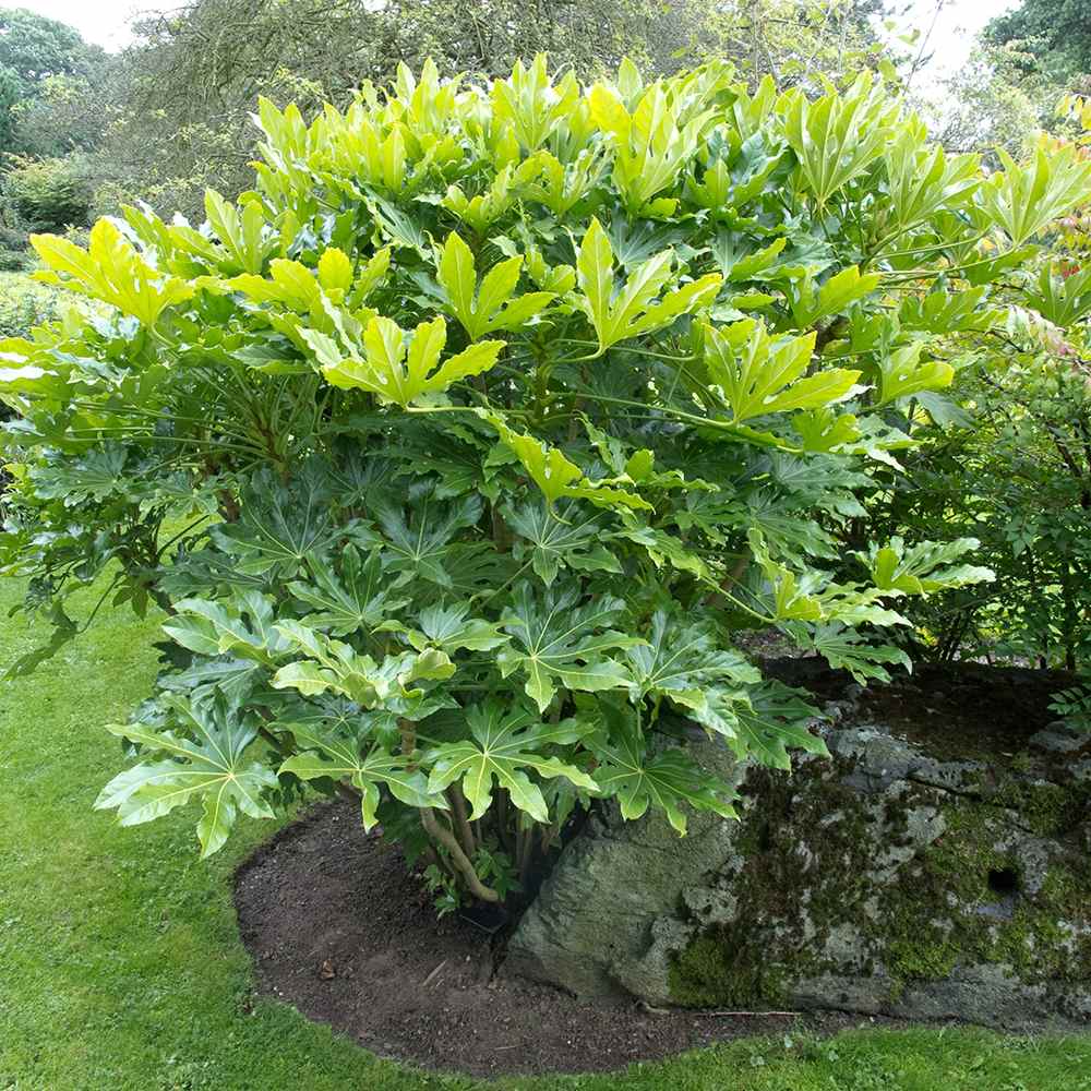Aralia Japoneza (Fatsia Japonica) - 60 cm