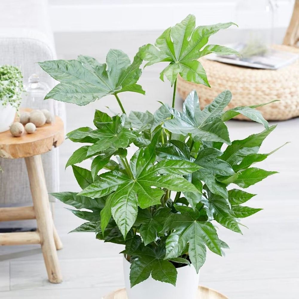 Aralia Japoneza (Fatsia Japonica) - 60 cm