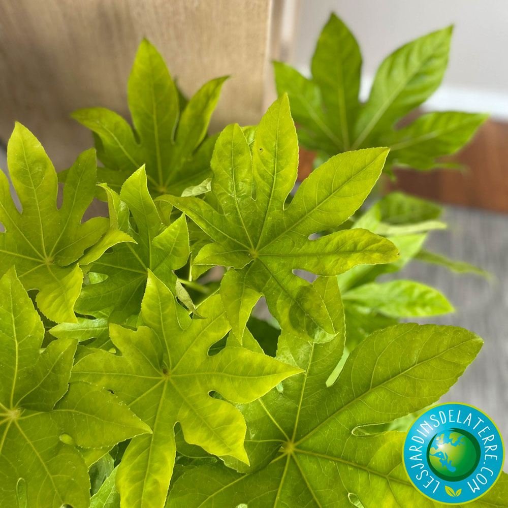 Aralia Japoneza (Fatsia Japonica) - 60 cm