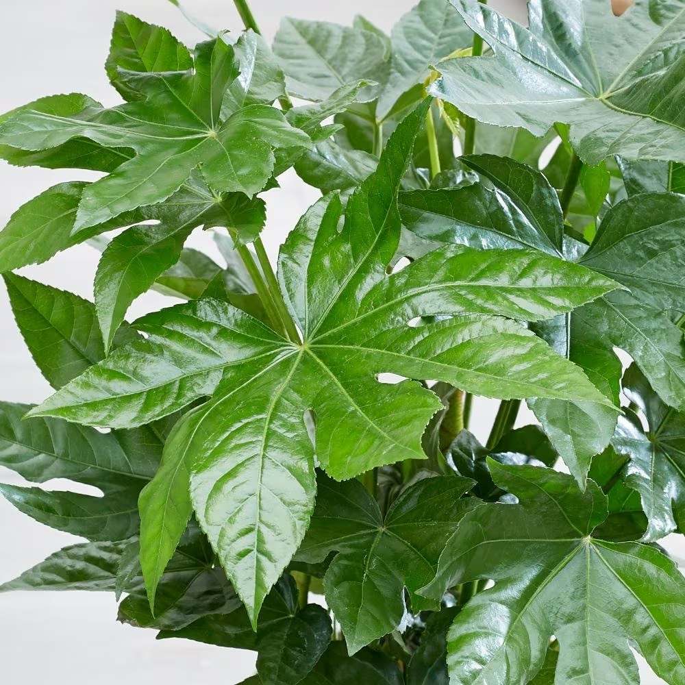 Aralia Japoneza (Fatsia Japonica) - 60 cm