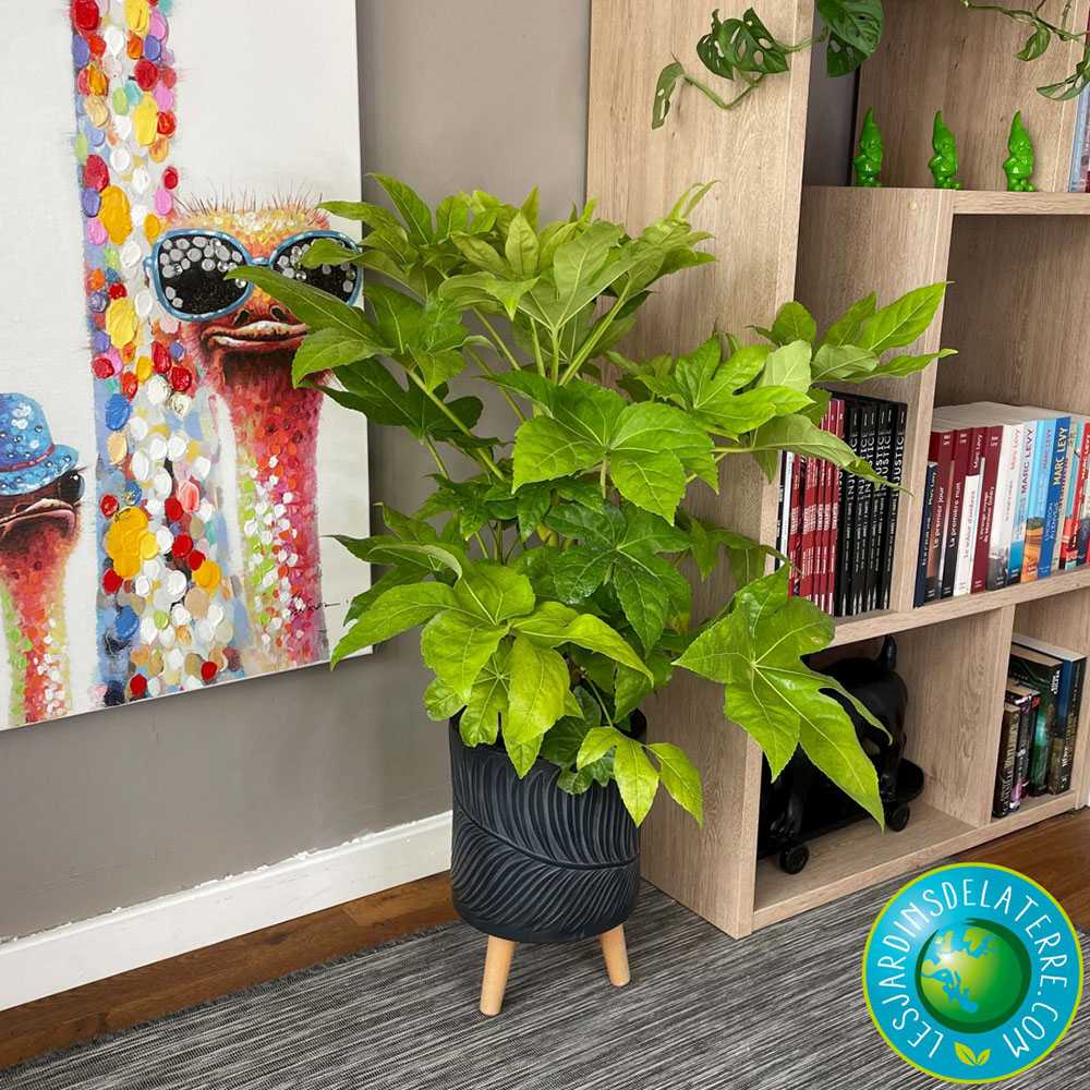 Aralia Japoneza (Fatsia Japonica) - 60 cm