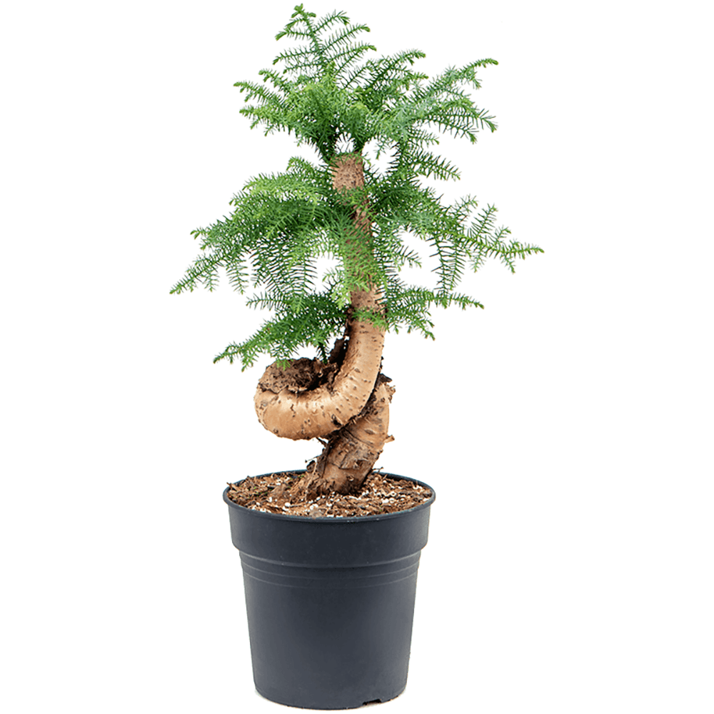 Araucaria Cunninghamii - 70 cm