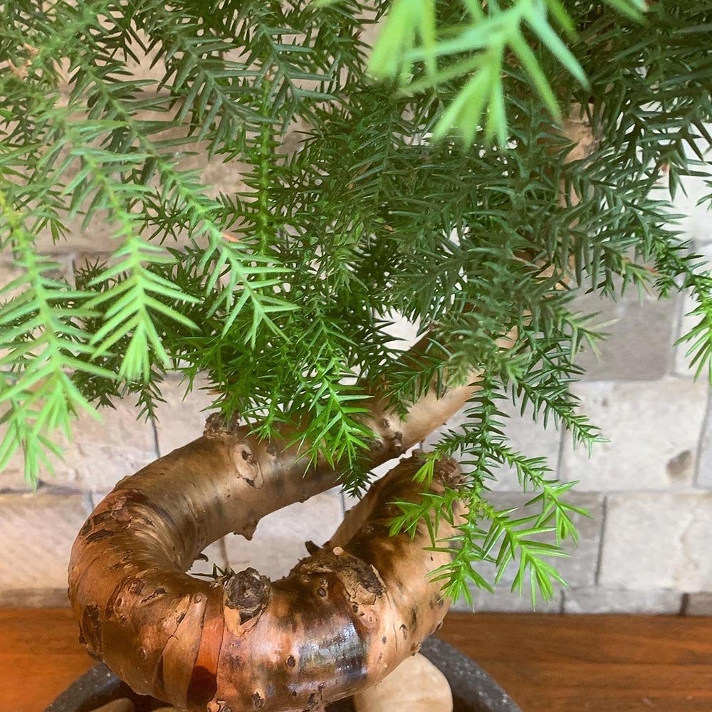 Araucaria Cunninghamii - 90 cm