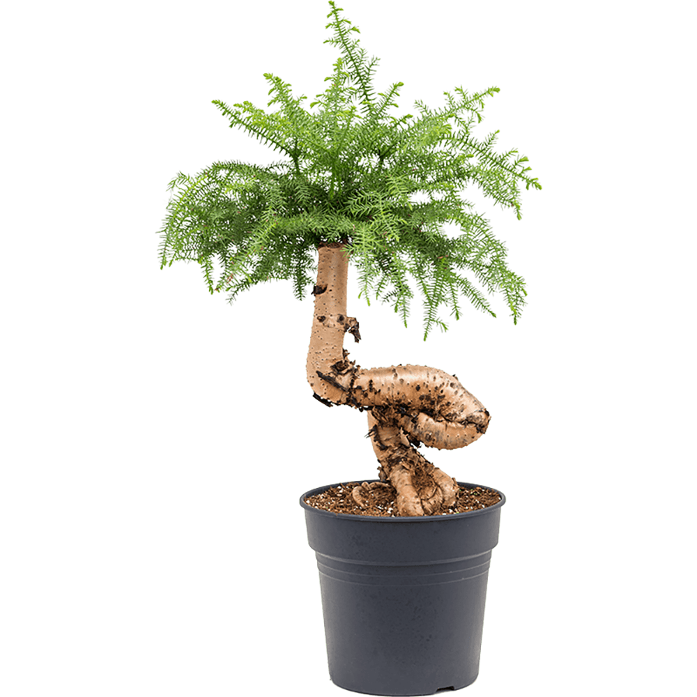 Araucaria Cunninghamii - 90 cm