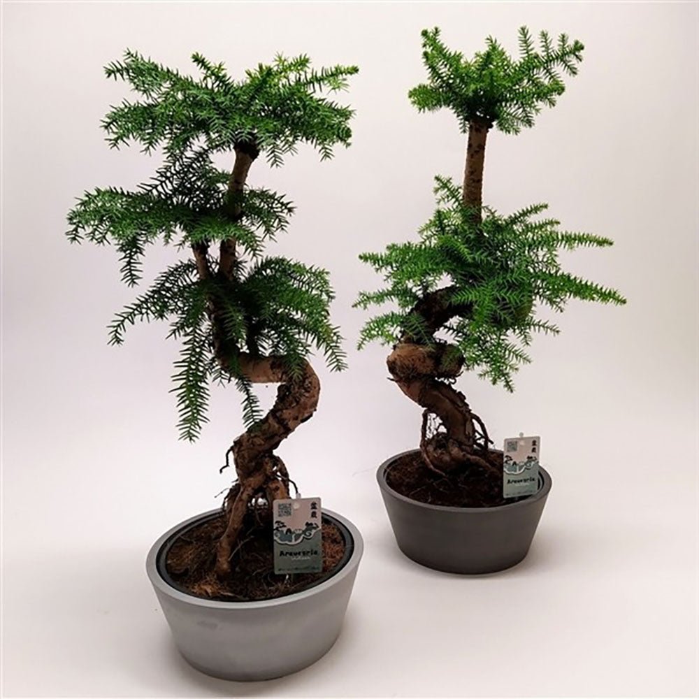 Araucaria Cunninghamii - 90 cm
