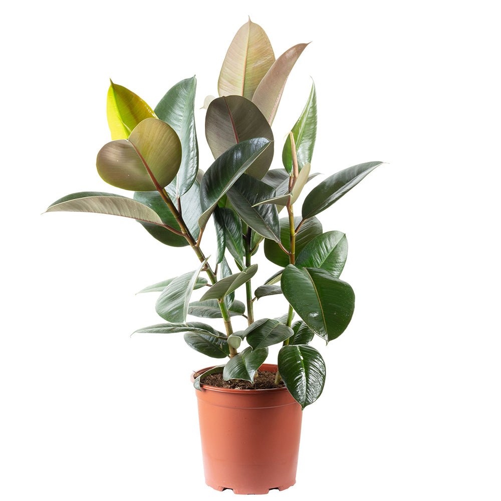 Arbore de Cauciuc (Ficus Robusta) - 115 cm