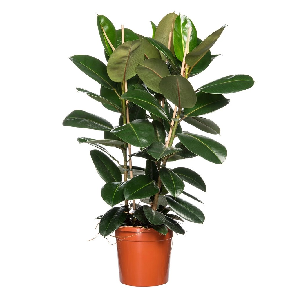 Arbore de Cauciuc (Ficus Robusta) - 120 cm