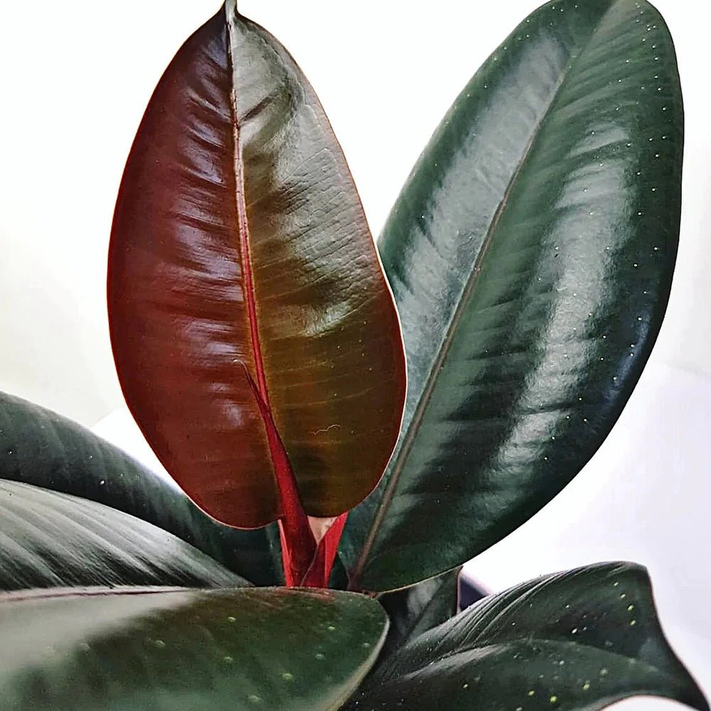 Arbore de Cauciuc (Ficus Robusta) - 110 cm