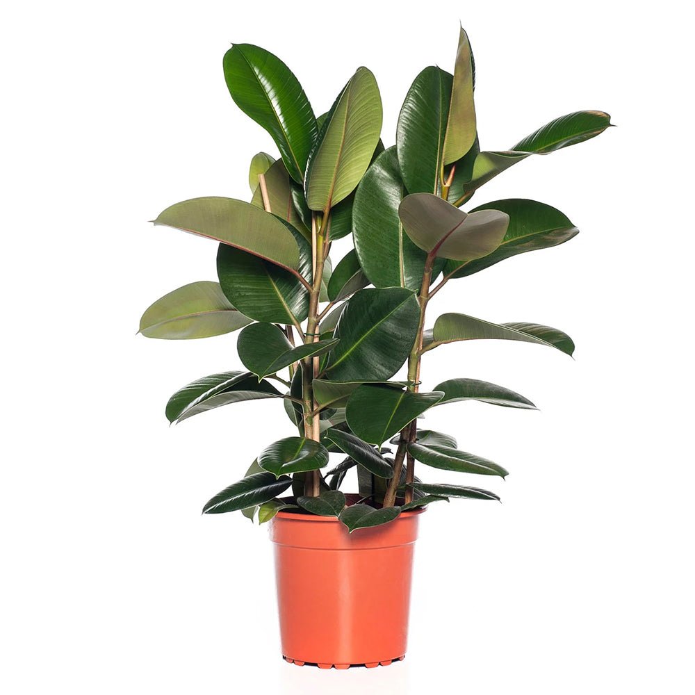 Arbore de Cauciuc (Ficus Robusta) - 110 cm