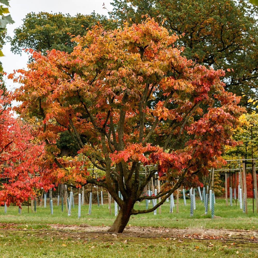 Arbore de Fier (Parrotia Persica)
