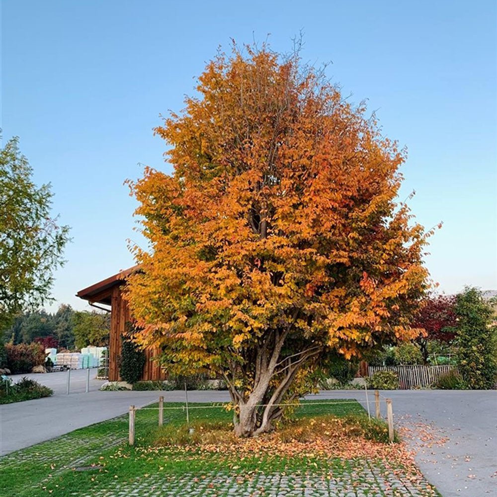 Arbore de Fier (Parrotia Persica)
