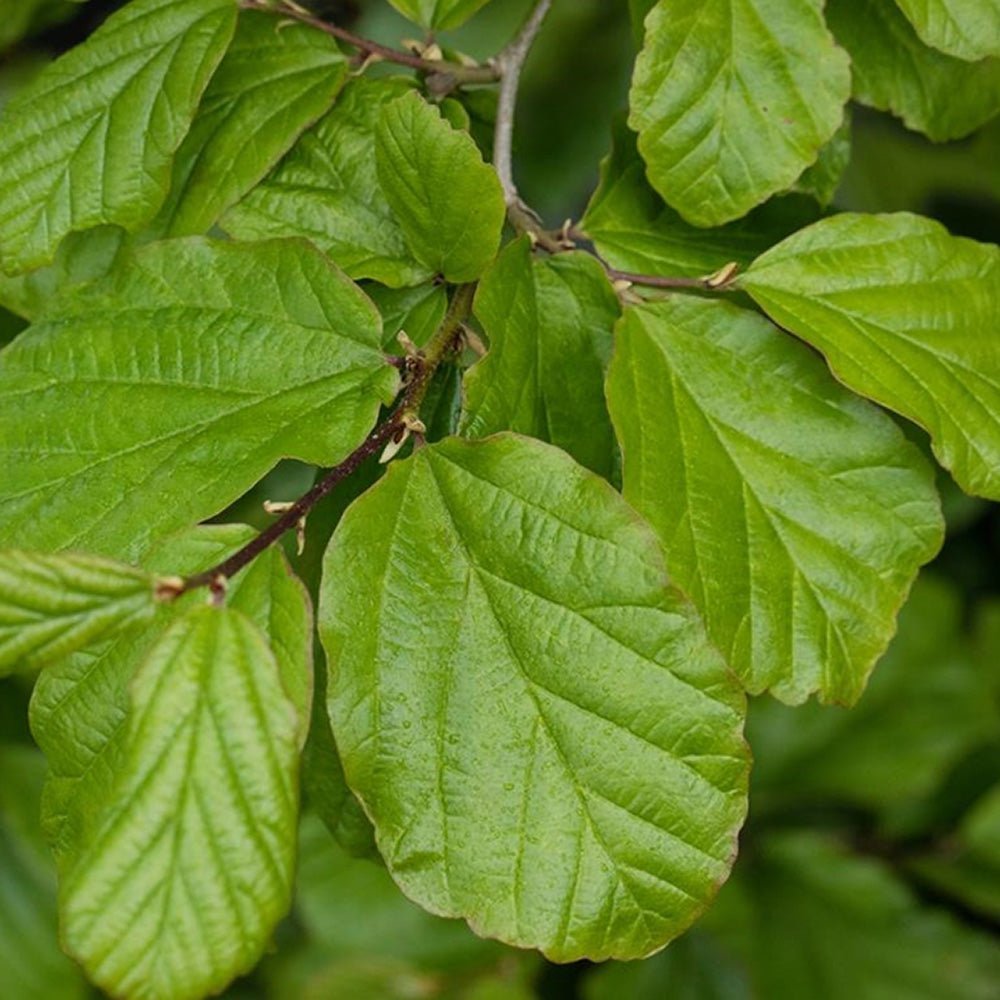 Arbore de Fier (Parrotia Persica)
