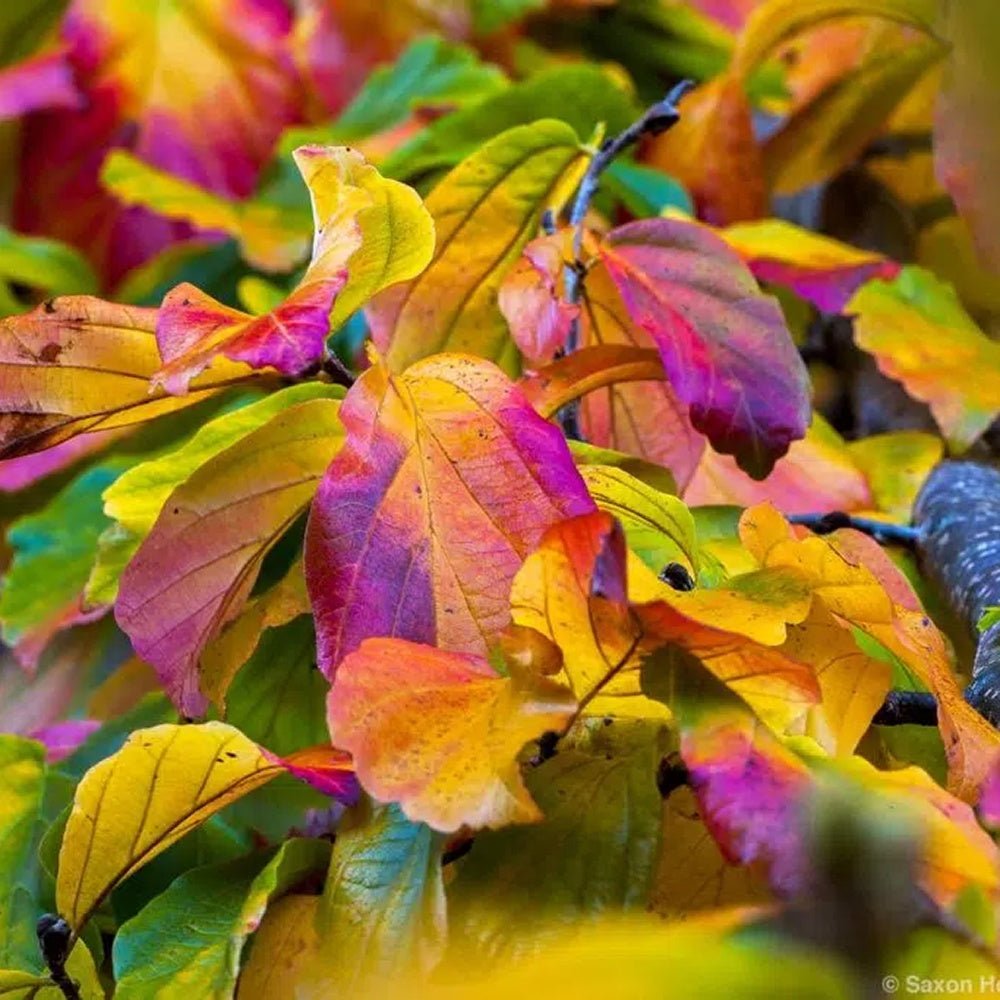 Arbore de Fier (Parrotia Persica)