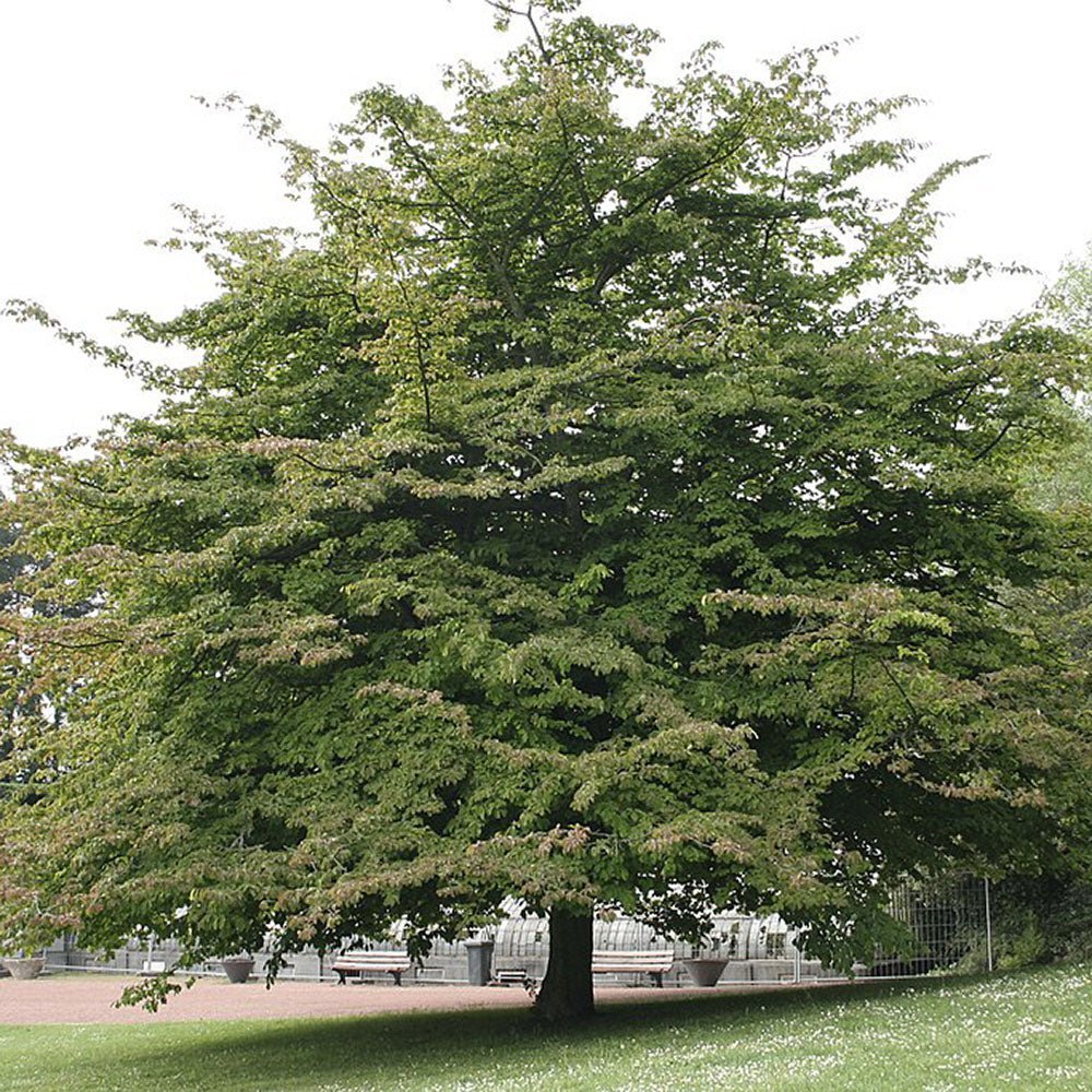 Arbore de Fier (Parrotia Persica)