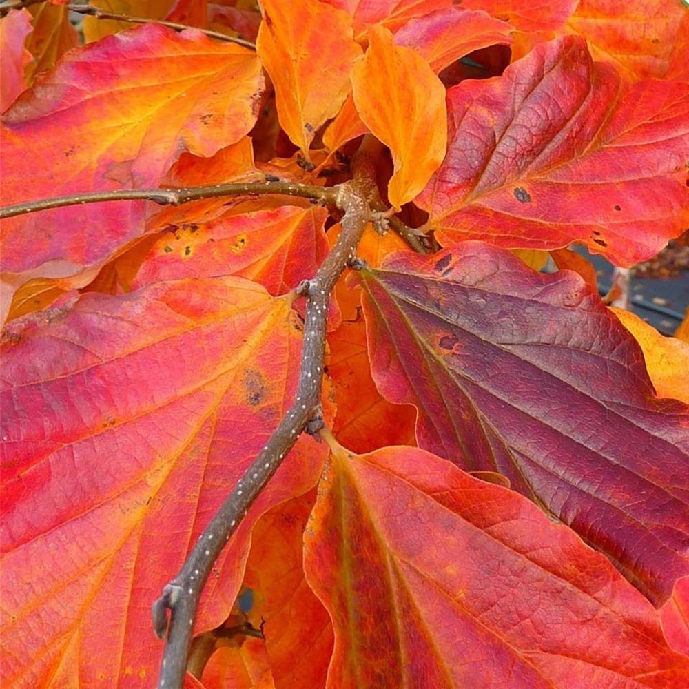 Arbore de Fier (Parrotia Persica)