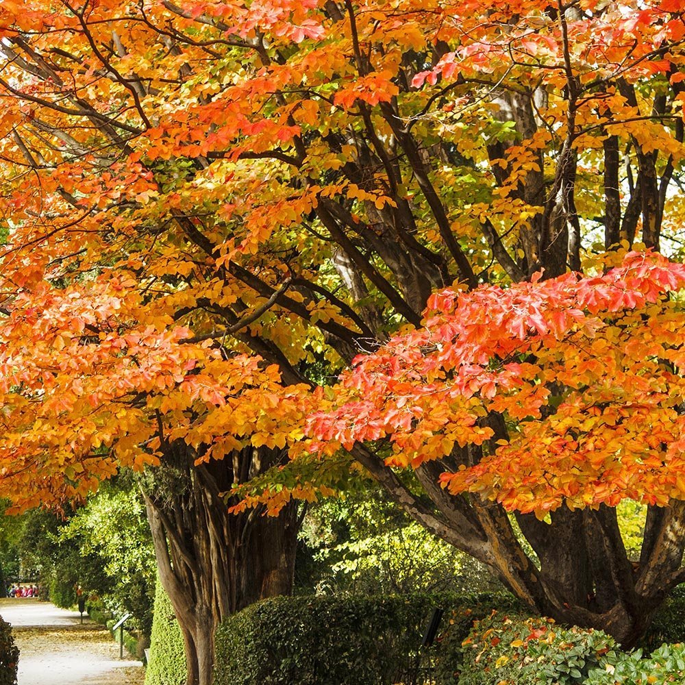 Arbore de Fier (Parrotia Persica)