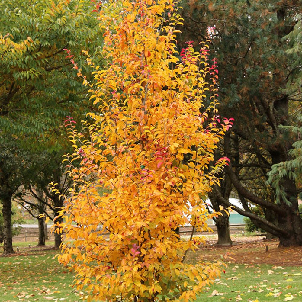 Arbore de Fier 'Persian Spire' (Parrotia Persica)