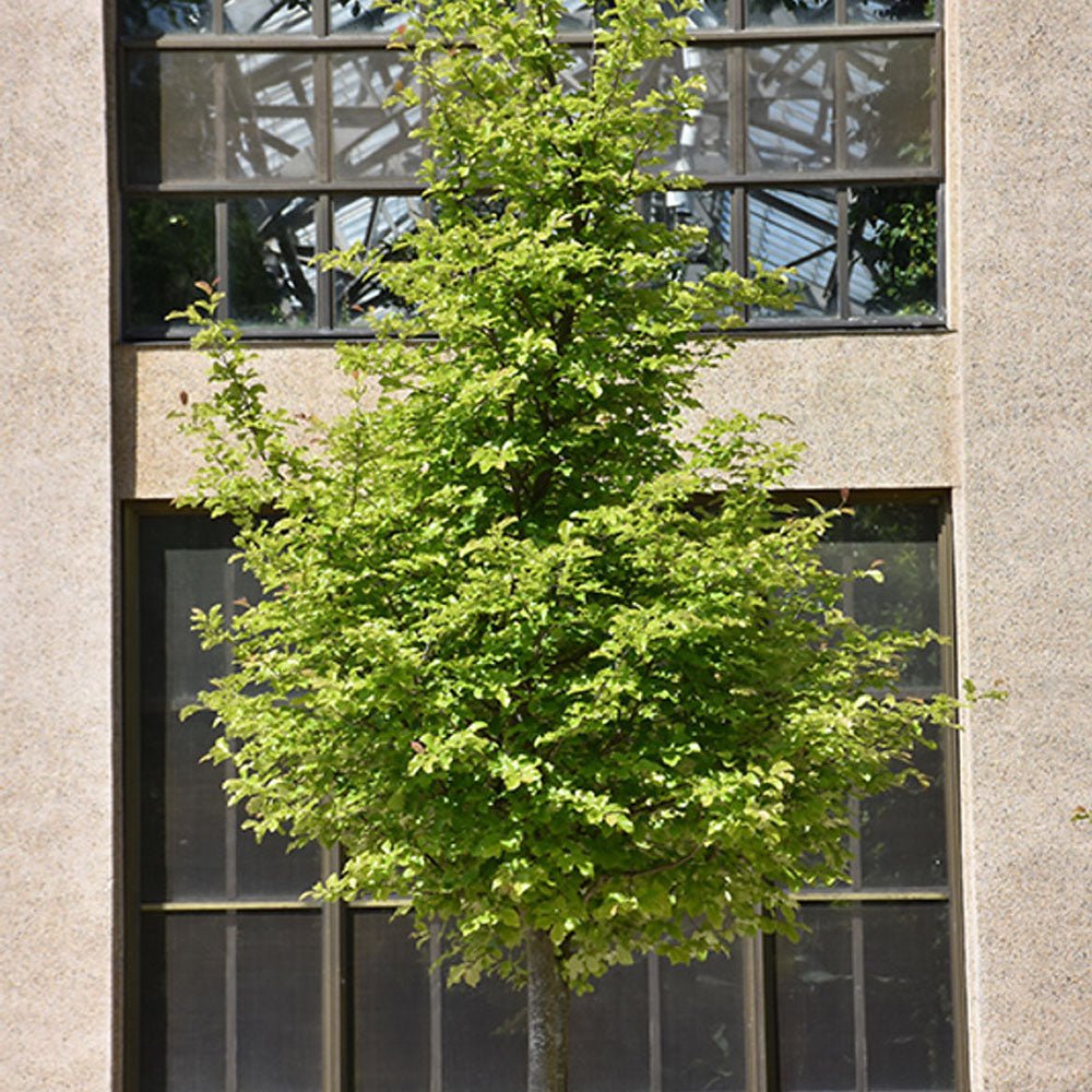Arbore de Fier 'Persian Spire' (Parrotia Persica)