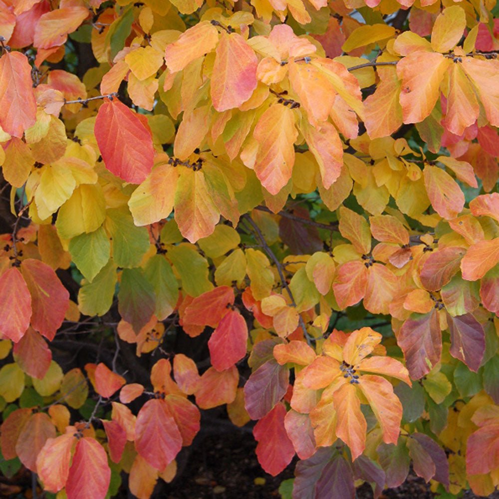 Arbore de Fier 'Persian Spire' (Parrotia Persica)