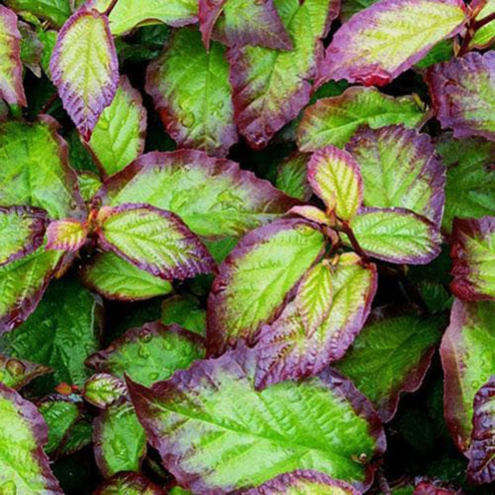 Arbore de Fier 'Persian Spire' (Parrotia Persica)