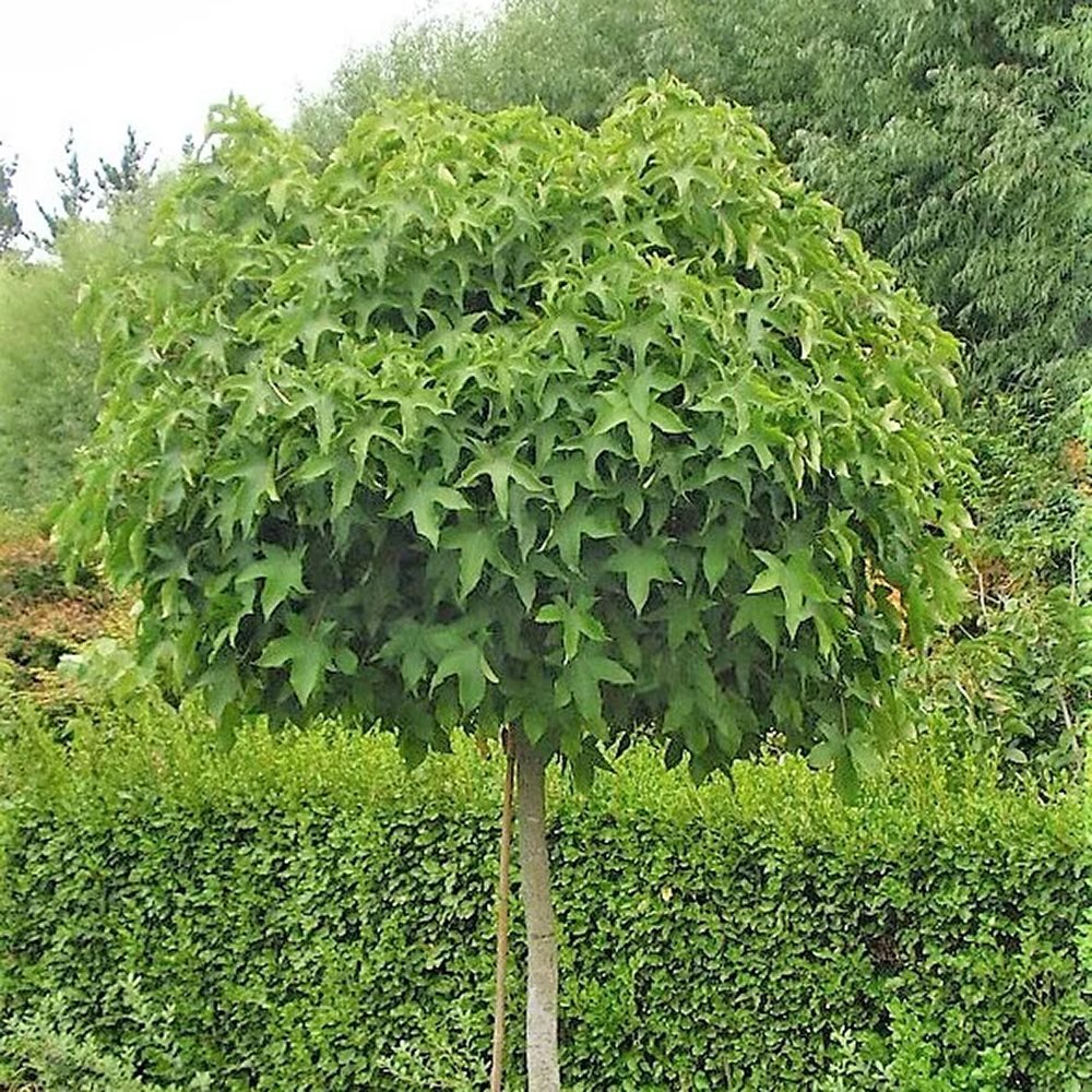 Arbore de Guma Gum Ball (Liquidambar Styraciflua)
