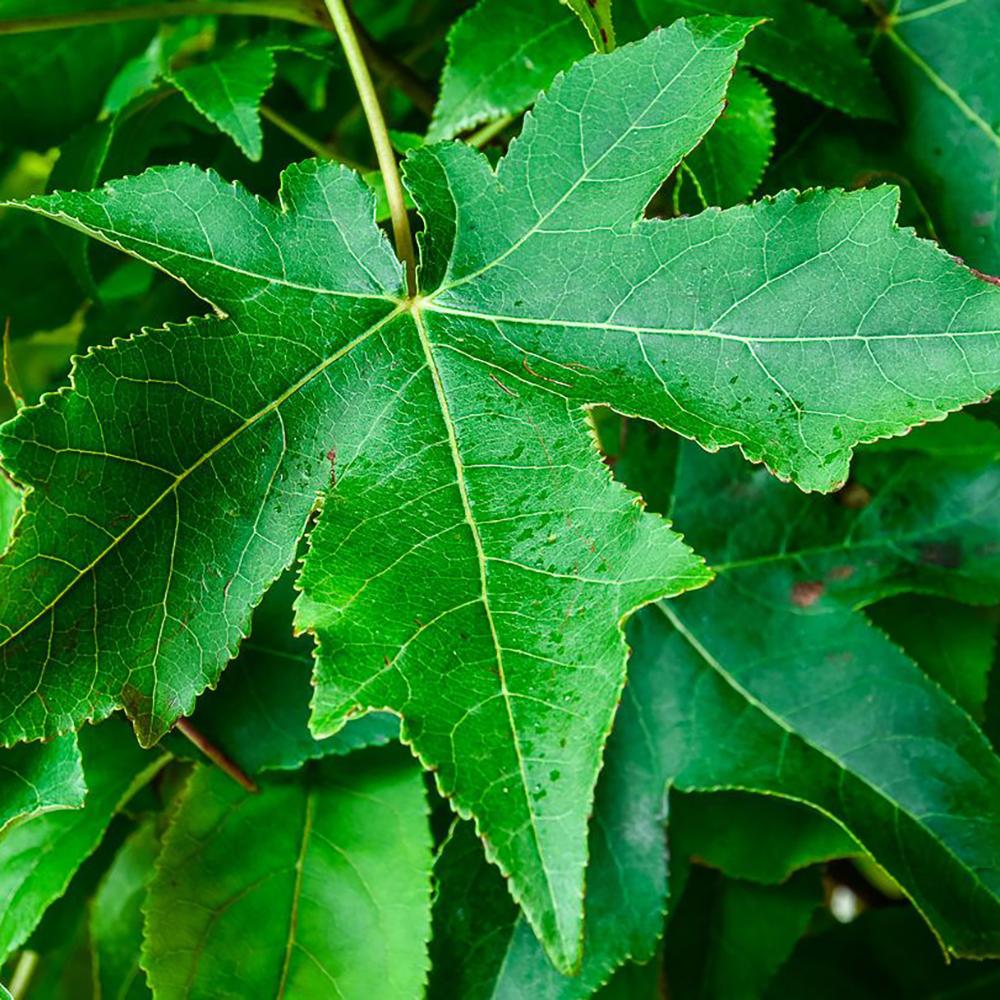 Arbore de Guma Gum Ball (Liquidambar Styraciflua)