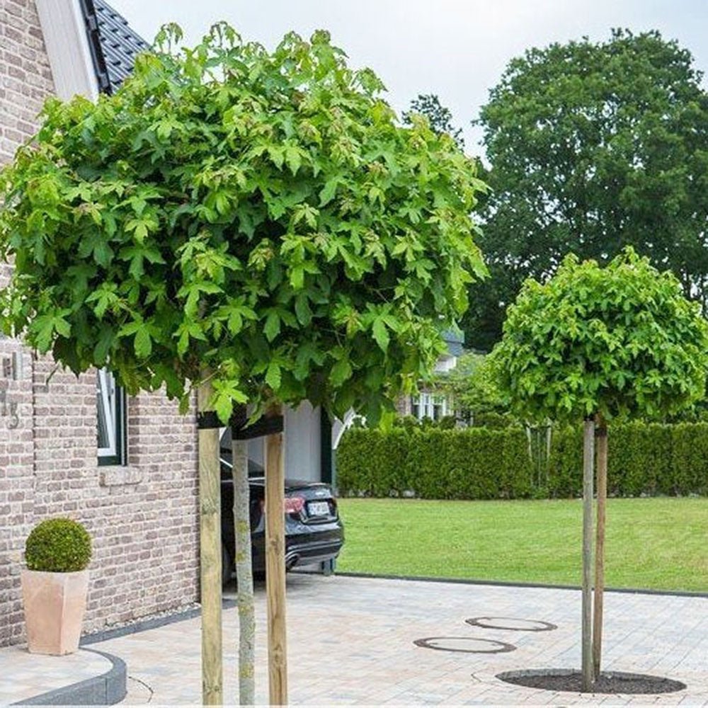 Arbore de Guma Gum Ball (Liquidambar Styraciflua)