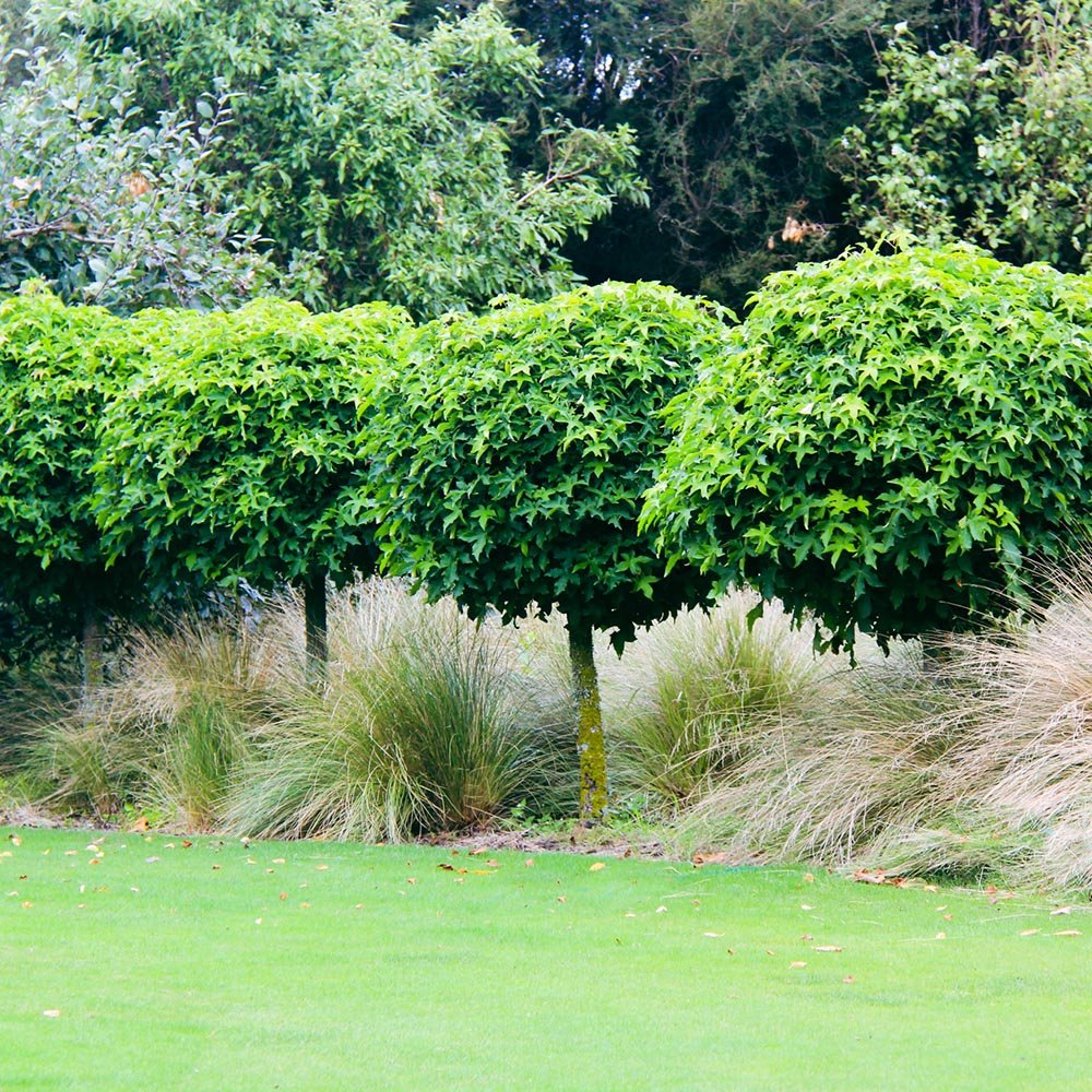 Arbore de Guma Gum Ball (Liquidambar Styraciflua)
