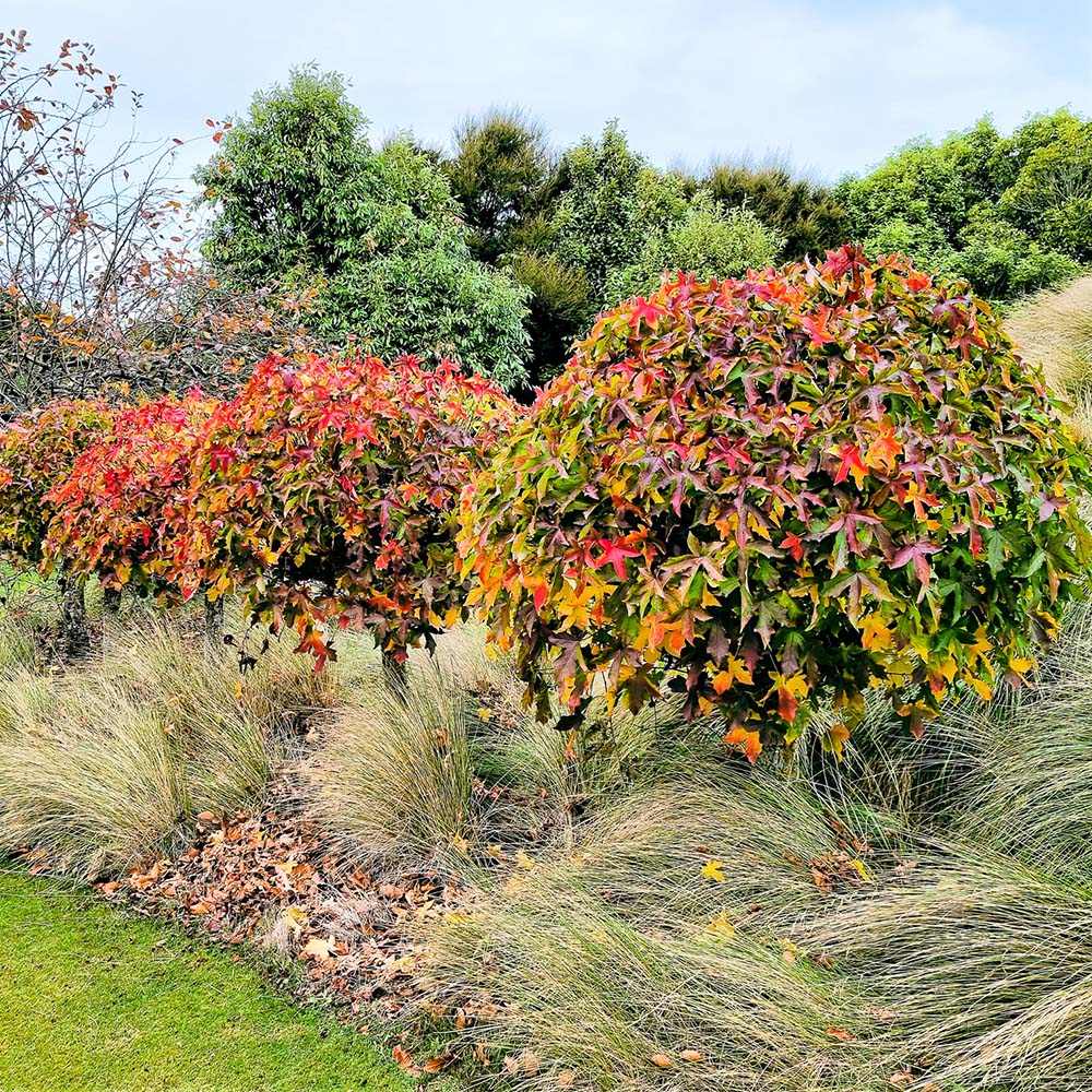 Arbore de Guma Gum Ball (Liquidambar Styraciflua)