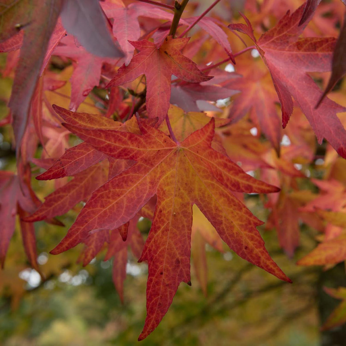Arbore de Guma Gum Ball (Liquidambar Styraciflua)