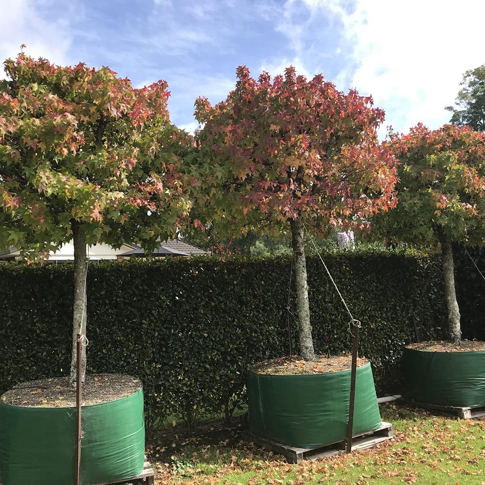 Arbore de Guma Gum Ball (Liquidambar Styraciflua)