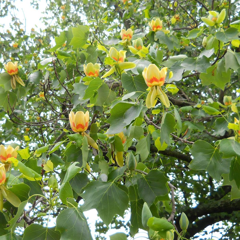 Arborele Lalea (Liriodendron Tulipifera)