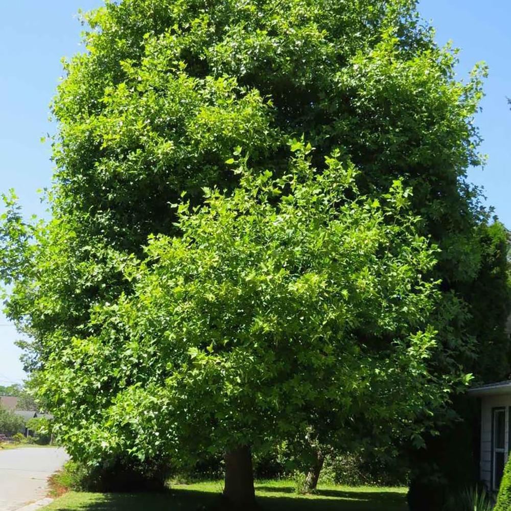 Arborele Lalea (Liriodendron Tulipifera)