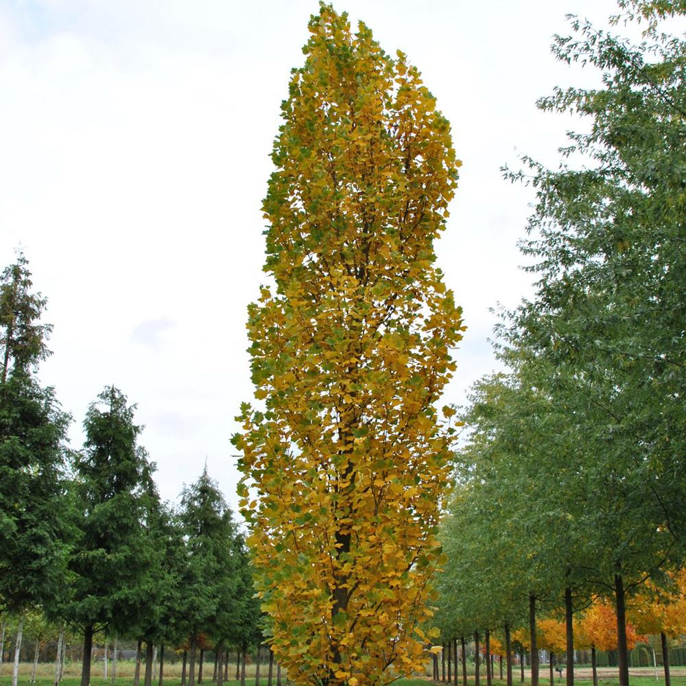 Arborele Lalea Columnar (Liriodendron Tulipifera Fastigiata)