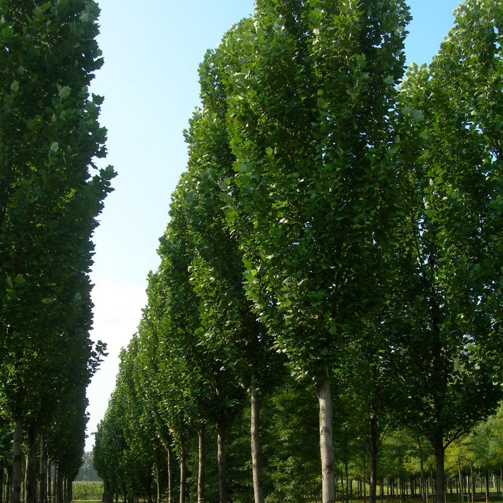 Arborele Lalea Columnar (Liriodendron Tulipifera Fastigiata)