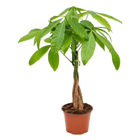 Arborele Baniilor (Pachira aquatica), 45 cm la livrare, in ghiveci Ø 12 cm