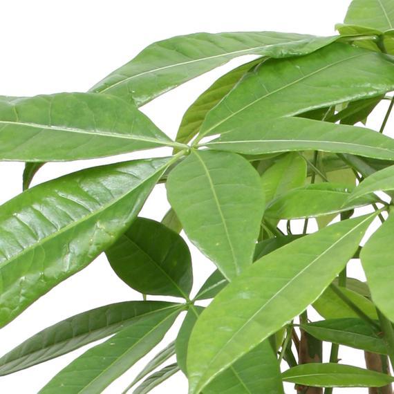 Arborele Banilor (Pachira Aquatica), Tulpina Impletita - 70 cm