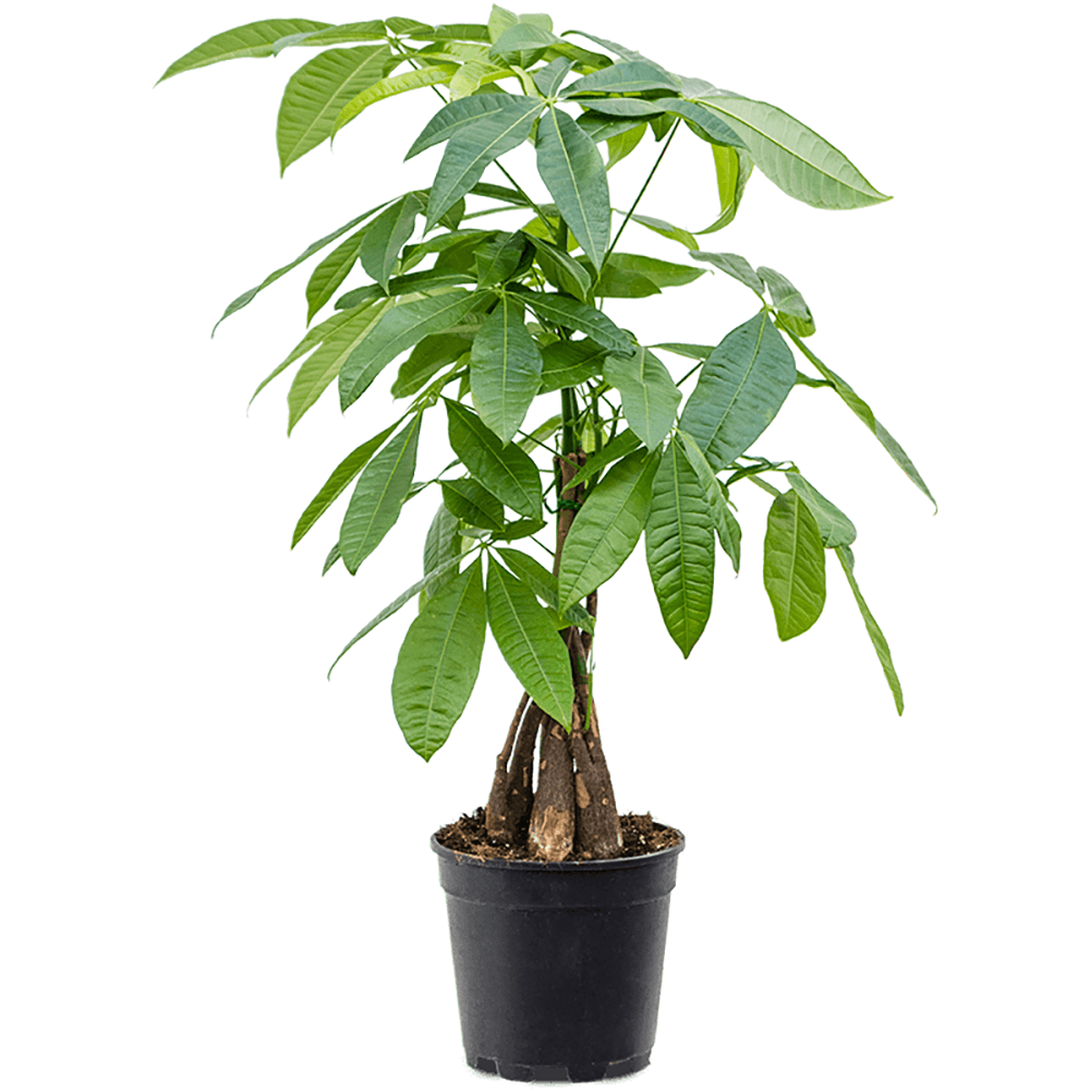 Arborele Banilor (Pachira Aquatica), Tulpina Impletita - 70 cm