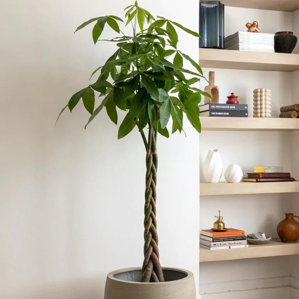 Arborele Banilor (Pachira Aquatica), Tulpina Impletita - 120 cm