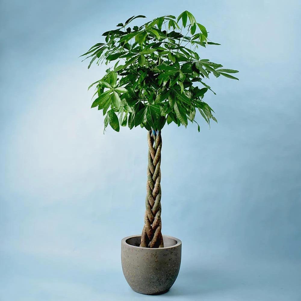 Arborele Banilor (Pachira Aquatica), Tulpina Impletita - 155 cm