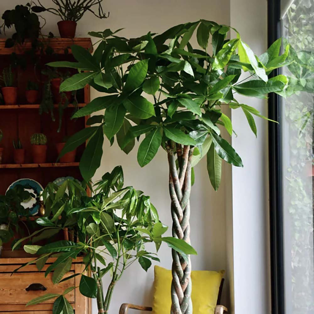 Arborele Banilor (Pachira Aquatica), Tulpina Impletita - 190 cm