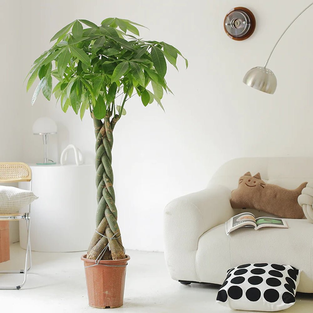 Arborele Banilor (Pachira Aquatica), Tulpina Impletita - 120 cm