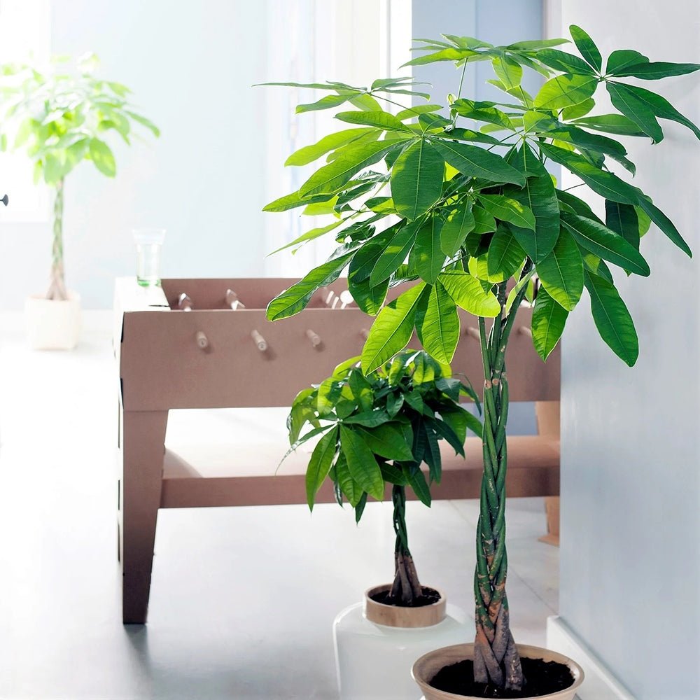 Arborele Banilor (Pachira Aquatica), Tulpina Impletita - 120 cm